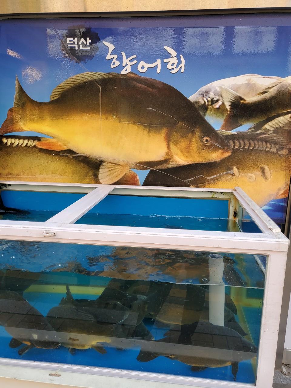 클린하이(21.9.28_23.8.23일까지)-창원 진해 덕산향어횟집-39145392059.jpg